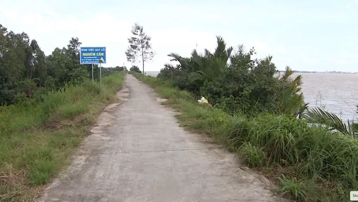 Đoạn đê xung yếu cuối sông Hậu đang chịu tác động trực tiếp của sóng từ cửa biển.