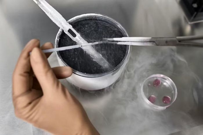 Nghị sĩ Nga cho rằng có thể chấp nhận IVF nếu không sàng lọc phôi, tức là không hủy bỏ những trứng đã thụ tinh. Ảnh minh họa: Shutterstock.
