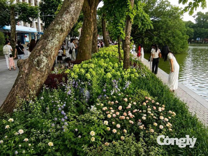Nhiều loài hoa đặc sắc được trồng xen lẫn khiến cẩm tú cầu càng thêm nổi bật. Ảnh: T.Anh