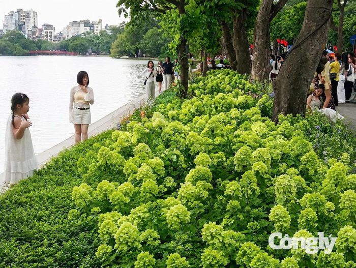 Sắc xanh của hoa cẩm tú cầu khiến du khách, người dân ngạc nhiên. Ảnh: T.Anh