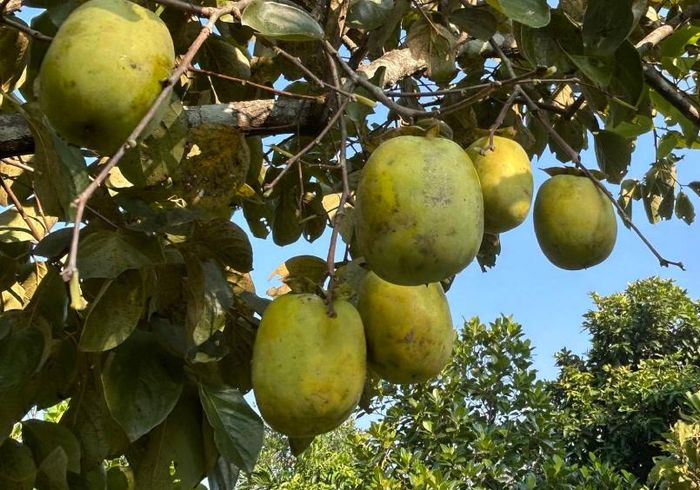 Quả hồng - trái cây không tốt cho nhiều người. Ảnh: Hoa Linh.