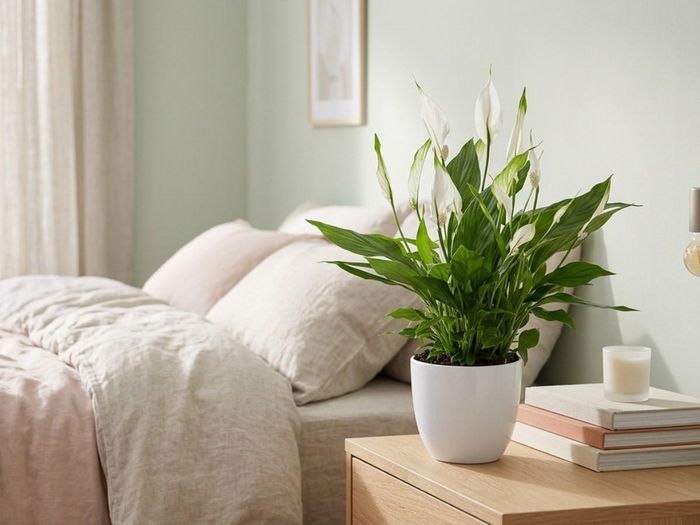 Lan ý là lựa chọn được nhiều gia đình ưa chuộng nhờ có những bông hoa màu trắng tinh khôi tô điểm cho không gian sống.