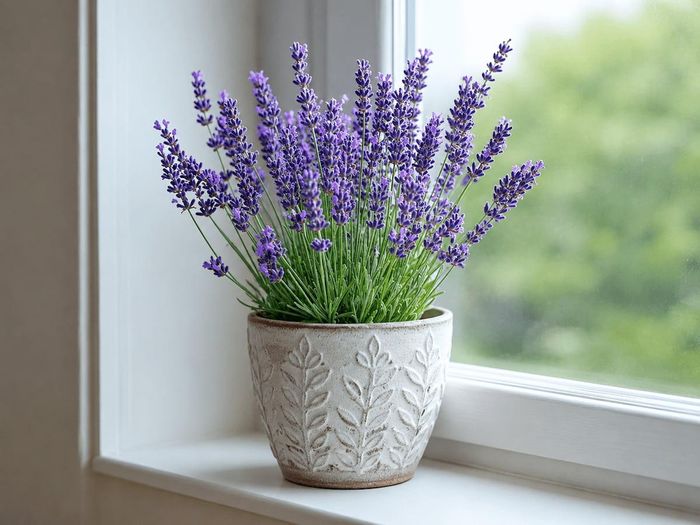 Cây hoa oải hương nổi tiếng với mùi hương dịu nhẹ.