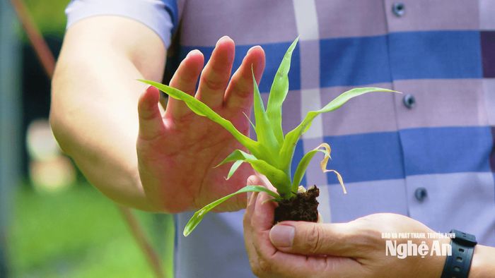 Đột phá khoa học đổi mới sáng tạo trong nông nghiệp. Ảnh: P.V