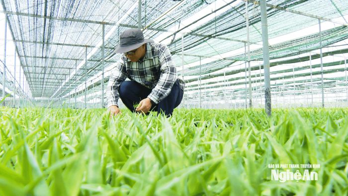 Đột phá khoa học đổi mới sáng tạo trong nông nghiệp. Ảnh: P.V