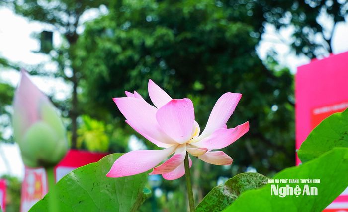 Những đóa sen nơi Làng Sen từ lâu đã trở thành một biểu tượng thân thuộc, gắn với quê hương và cuộc đời Chủ tịch Hồ Chí Minh. Ảnh: Thành Duy