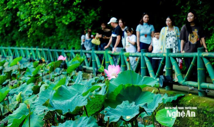 Giữa những ngày cuối hạ, du khách dừng chân bên những hồ sen, ngắm những đóa sen khoe sắc. Hương sen thoảng trong gió, níu bước người về thăm quê Bác.