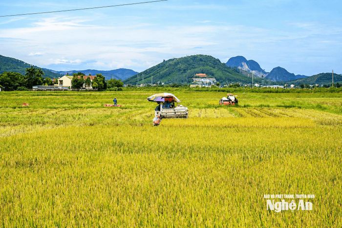Vựa lúa Yên Thành (cũ) cũng chín vàng từ nửa cuối tháng 8. Trong ảnh: Nông dân xã Yên Thành hối hả thu hoạch lúa Hè Thu bằng máy gặt đập liên hợp. Ảnh: Xuân Hoàng