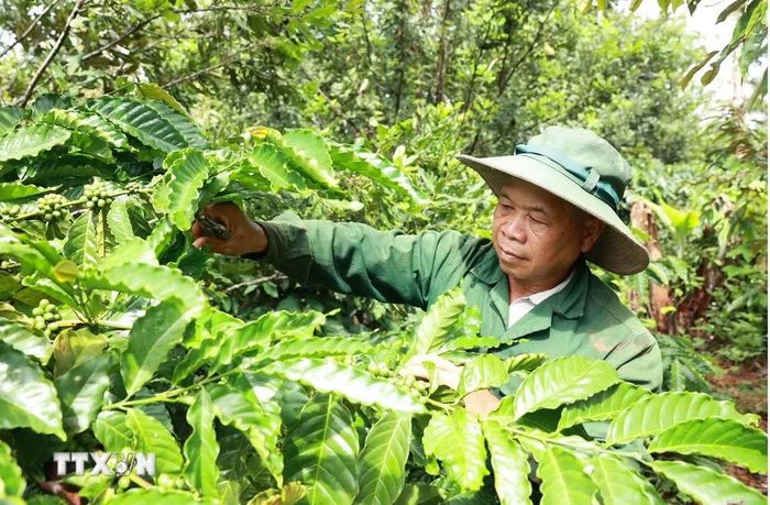 Ông Điểu Ká, 62 tuổi, bon Bu Prăng 1A, xã Quảng Trực là người có uy tín của vùng đồng bào dân tộc thiểu số tỉnh Lâm Đồng. (Ảnh: Hưng Thịnh/TTXVN)