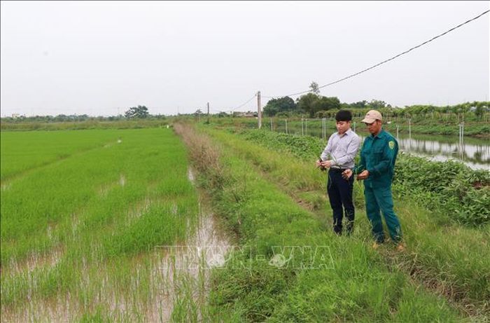 Mô hình cải tạo đất bỏ không trở thành cánh đồng lớn đan xen trồng lúa, nuôi ếch của gia đình ông Lại Văn Thành, phường Hồng Quang (Ninh Bình).