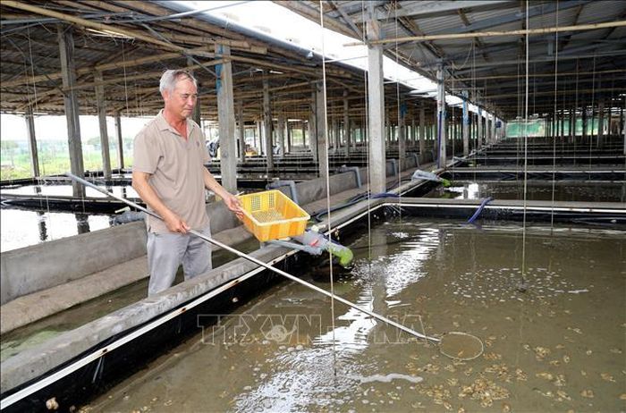 Gia đình ông Phạm Văn Phương, xã Hải Xuân (Ninh Bình) là hộ đầu tiên trong tỉnh nuôi ốc hương trong bể có mái che mang lại lợi nhuận cao.