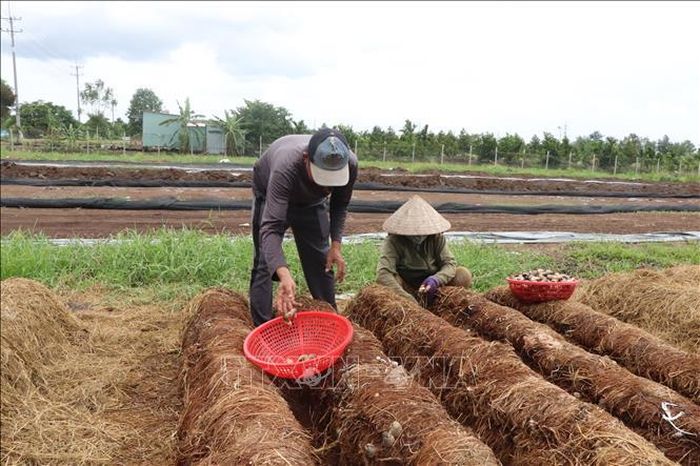 Thu hoạch nấm rơm ở xã Thới Lai.
