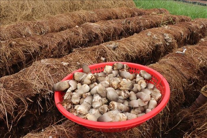 Nấm rơm được trồng và thu hoạch quanh năm nhưng thường thì từ tháng 5 đến tháng 10 âm lịch là mùa thuận, nấm đạt năng suất cao nhất.