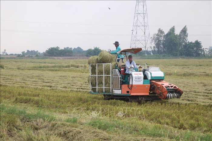 Trước đây, thói quen đốt rơm rạ trực tiếp trên đồng sau thu hoạch không chỉ lãng phí tài nguyên mà còn gây ô nhiễm môi trường nghiêm trọng. Việc thu gom rơm làm nấm đã giải quyết triệt để bài toán này.
