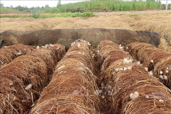 Thành phố Cần Thơ đã phát triển diện tích trồng nấm rơm lên tới hơn 1.000 ha, đạt sản lượng ước tính trên 10.000 tấn mỗi năm.