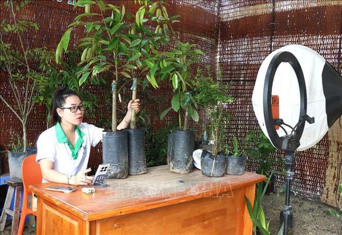 Nhân viên Cơ sở cây giống Nguyễn Triều (xã Chợ Lách, tỉnh Vĩnh Long) livestream bán các sản phẩm cây giống. Ảnh: Lê Thúy Hằng/TTXVN