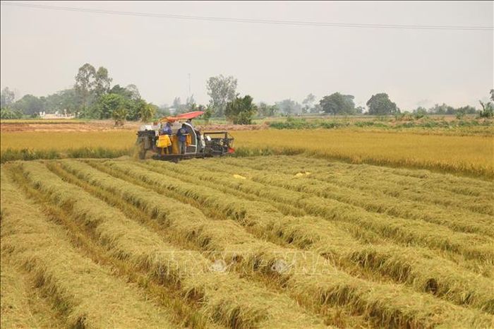 Với diện tích gieo trồng lúa năm 2025 đạt trên 720.000 ha và sản lượng hơn 4,6 triệu tấn, Cần Thơ sở hữu nguồn rơm rạ vô cùng dồi dào.