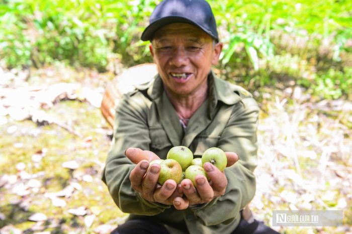 Những quả táo mèo vào vụ thu hoạch.