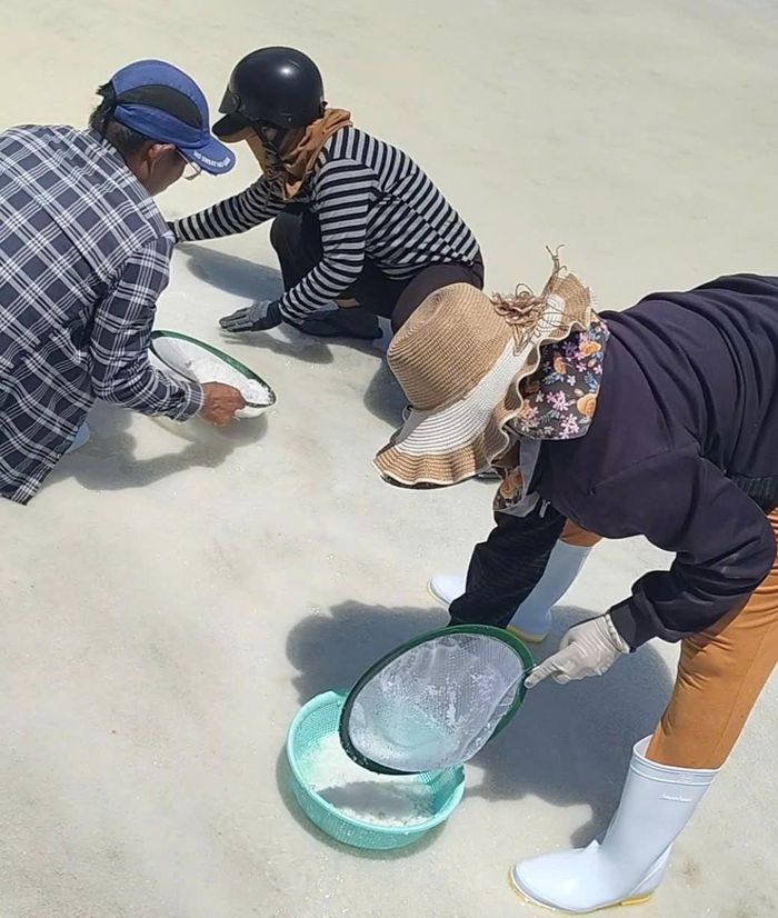 Người diêm dân thu hoạch hoa muối.