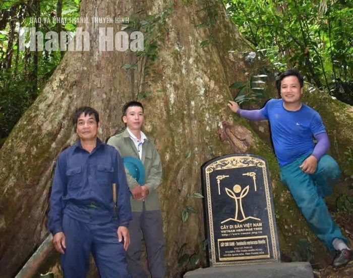 Cây di sản ở Khu Bảo tồn thiên nhiên Pù Hu.