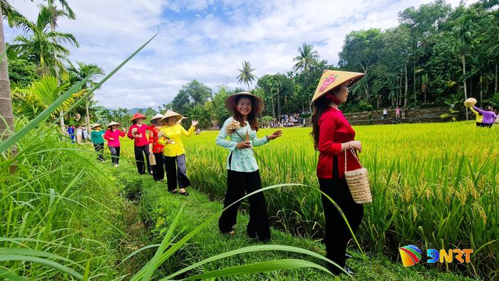 Phụ nữ mặc trang phục bộ đồ bà ba truyền thống trình diễn trên cánh đồng lúa chín. Ảnh: DIỄM LỆ