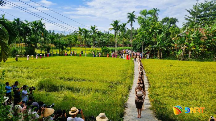 Trình diễn trang phục mo cau trên lối đi lát đá giữa đồng lúa rộng lớn đang độ chín vàng ươm. Ảnh: DIỄM LỆ