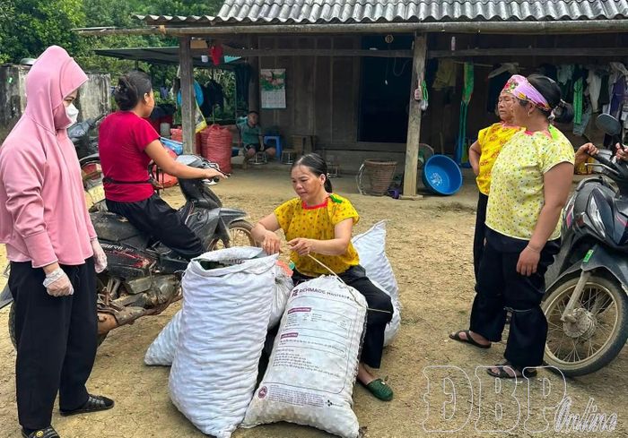Người dân xã Tuần Giáo thu hoạch mắc ca đem bán cho thương lái. 