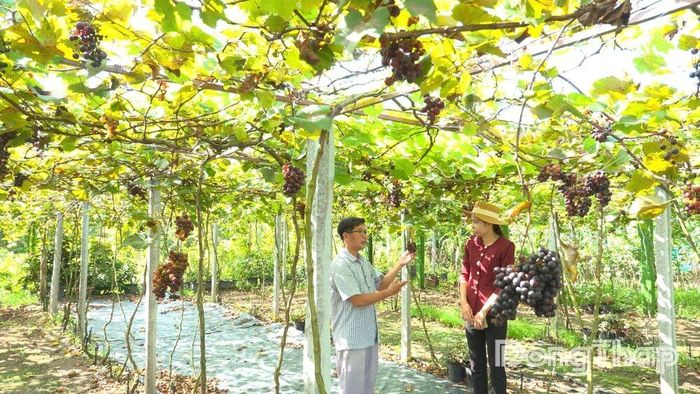 Vườn nho trĩu quả tại Khu du lịch sinh thái Miền Tây Lodge. Ảnh: HOÀI THẢO