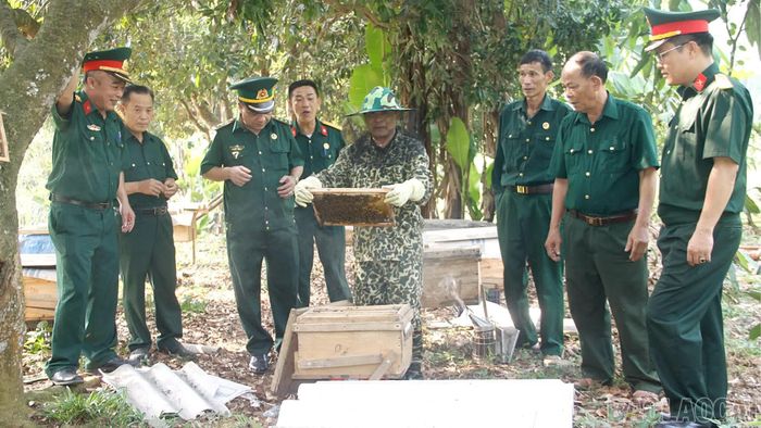 Cùng với góp sức xây dựng quê hương, các cấp hội chú trọng tuyên truyền, nhân rộng những cách làm kinh tế phù hợp. (Trong ảnh: Cán bộ, hội viên cựu chiến binh tham quan mô hình trồng rừng kết hợp nuôi ong lấy mật của Hợp tác xã nuôi ong Văn Yên).