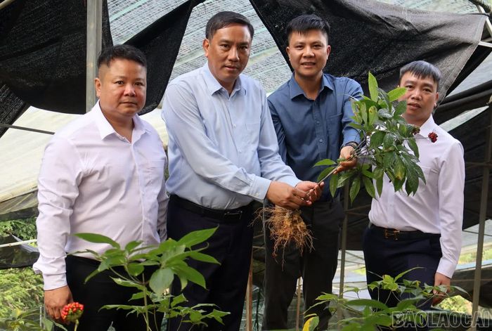 Đồng chí Hoàng Giang - Phó Bí thư Thường trực Tỉnh ủy, Chủ tịch HĐND tỉnh thăm mô hình trồng sâm Ngọc Linh và định hướng phát triển dược liệu.