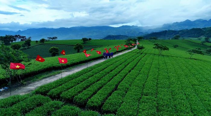 Tuyến “Đường cờ Tổ quốc” dài khoảng 900 m giữa không gian đồi chè, góp phần tạo điểm nhấn cảnh quan, thu hút người dân và du khách dịp Quốc khánh 2/9.