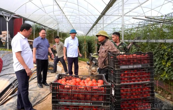 Đồng chí Hoàng Giang - Phó Bí thư Thường trực Tỉnh ủy, Chủ tịch HĐND tỉnh khảo sát mô hình trồng cà chua.