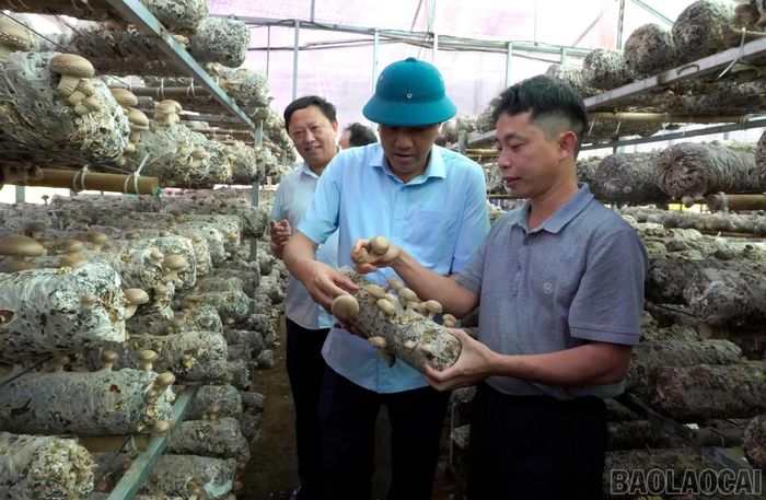 Đồng chí Hoàng Giang - Phó Bí thư Thường trực Tỉnh ủy, Chủ tịch HĐND tỉnh khảo sát mô hình trồng nấm.