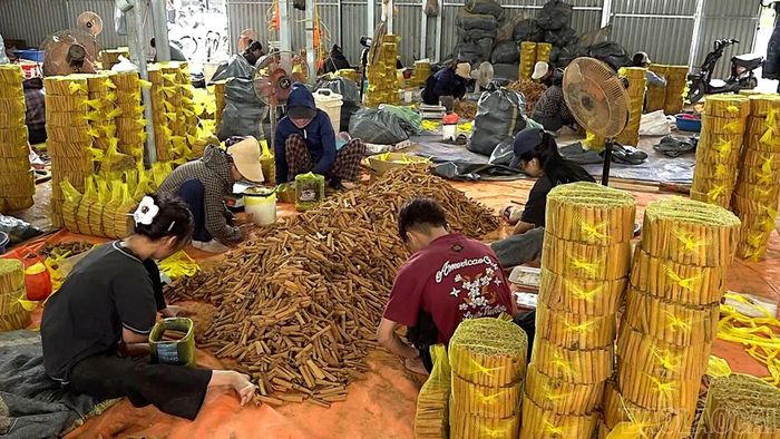 Các nghị quyết của Đảng giúp việc xuất khẩu quế của xã Mậu A ngày càng thuận lợi.