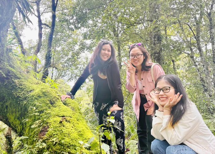 Khu rừng cổ thụ trên đường lên Y Tý cũng là điểm đến lý tưởng đối với du khách thích khám phá vẻ đẹp hoang sơ của thiên nhiên hùng vĩ.