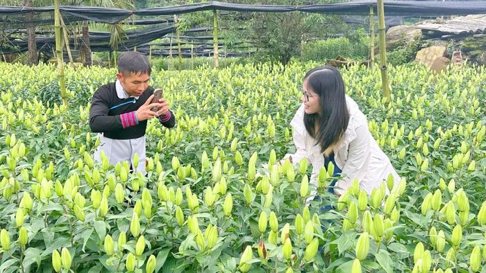 Đến Y Tý dịp này, du khách còn thích thú trải nghiệm thực tế tại vườn nho sai trĩu quả và vườn hoa ly rực rỡ sắc màu ở thôn Trung Chải.