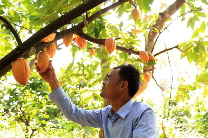 Nhiều năm qua, anh Vũ Văn Nghĩa đã tận dụng lợi thế tự nhiên để trồng cây ca cao và phát triển chế biến sâu từ ca cao