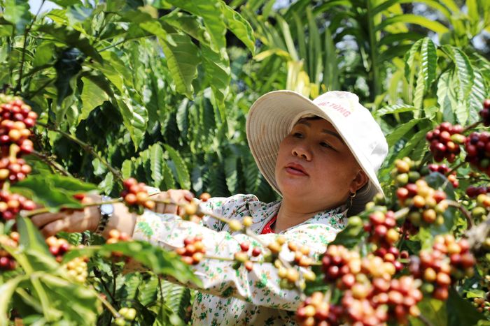 Cà phê là một trong những cây trồng chủ lực của xã Krông Nô