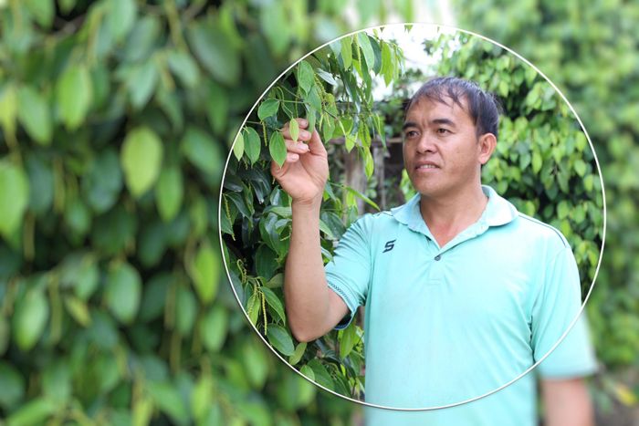 Từ một hộ nghèo, Sùng A Tủa đã trở thành nông dân sản xuất, kinh doanh giỏi