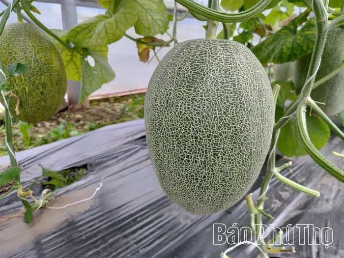 Dưa lưới phát triển tốt trong nhà màng, mở thêm hướng sản xuất nông nghiệp có giá trị kinh tế cao ở xã Vĩnh Chân.
