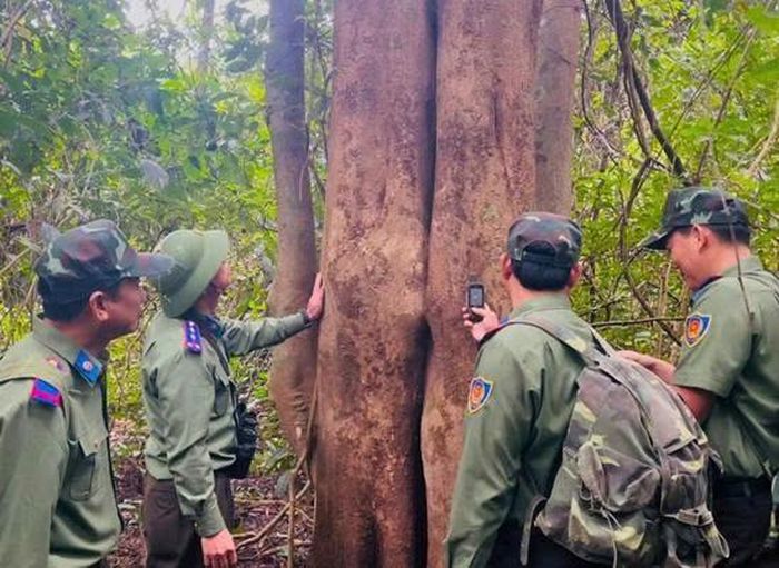 Trong quá trình tuần tra, lực lượng bảo vệ rừng không chỉ dựa vào kinh nghiệm thực địa và sự am hiểu địa bàn mà ngày càng có thêm sự hỗ trợ của các công cụ số. Phần mềm SMART được sử dụng trong tuần tra, quản lý vi phạm và đánh giá hoạt động; hệ thống GIS được sử dụng để xây dựng bản đồ số, phân định địa bàn quản lý; thiết bị bay không người lái hỗ trợ theo dõi hiện trạng rừng tại những khu vực địa hình phức tạp, khó tiếp cận; hệ thống cảnh báo mất rừng được khai thác để theo dõi, phát hiện sớm các điểm biến động - Ảnh: VQG PN-KB.