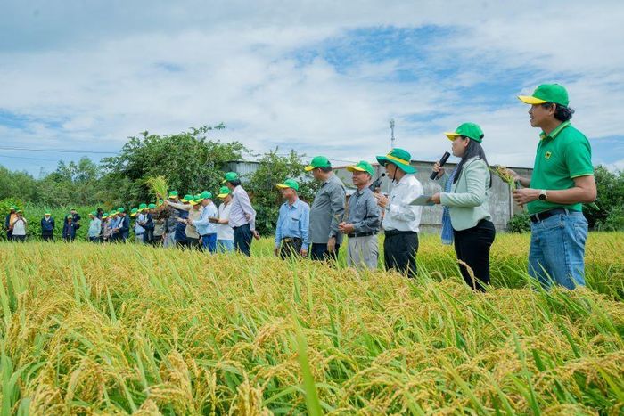 Đoàn lãnh đạo Bộ Nông nghiệp, Lâm nghiệp và Thủy sản Campuchia cùng các đơn vị chuyên môn ngành lúa gạo, cán bộ nông nghiệp và nông dân Campuchia đến tham quan thực tế mô hình “Hành trình xanh - Đất khoẻ, cây trồng khoẻ” tại HTX Phú Nông Xanh, xã Vĩnh Điều, tỉnh An Giang. Ảnh: BFC