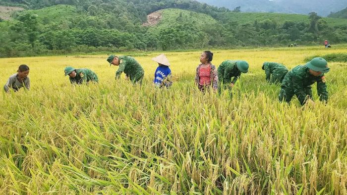 Từ cuộc sống chỉ biết gắn với tự nhiên, săn bắt hái lượm, giờ đây bà con người Rục đã biết trồng lúa nước, kinh tế ngày một ổn định và phát triển.