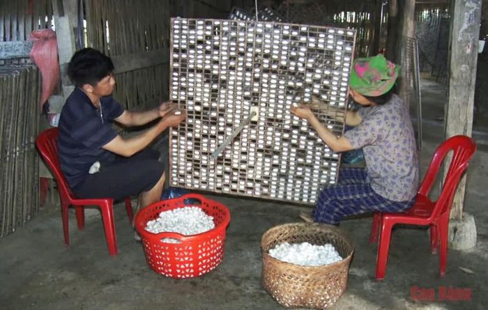 Người dân xóm Cốc Pục, xã Khánh Xuân thu hoạch kén tằm.