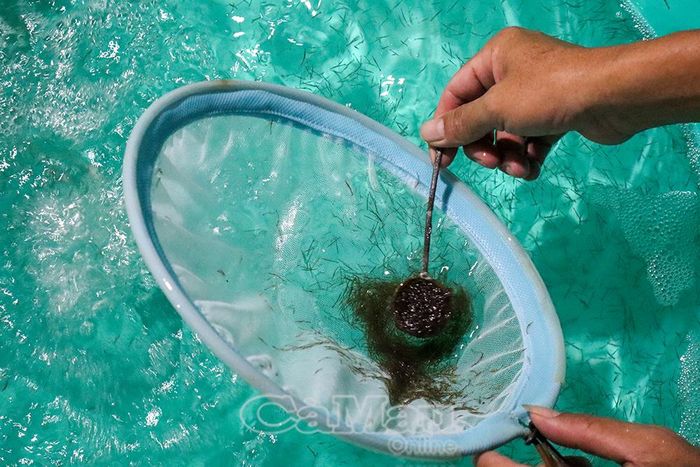  Hệ thống bể ương hiện đại của Công ty Cổ phần Giống thuỷ sản Sú Chân đỏ TCM phục vụ sản xuất con giống.