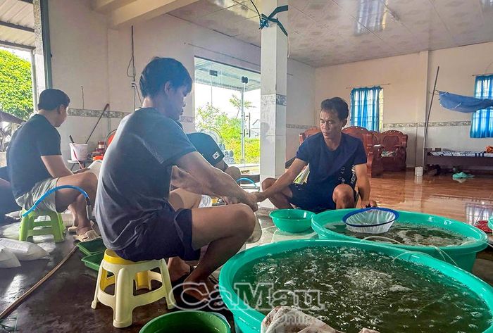 Công nhân Công ty TNHH Tôm giống Đất Mũi kiểm tra, chăm sóc tôm giống trong quá trình ương dưỡng.