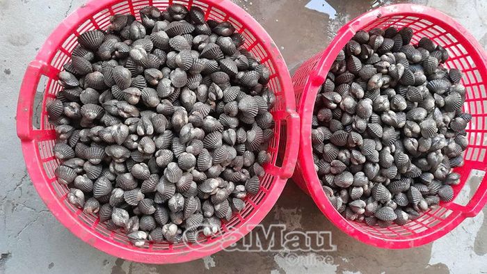 Sau khoảng 1 năm thả nuôi, sò huyết đạt trọng lượng khoảng 80 con/kg.