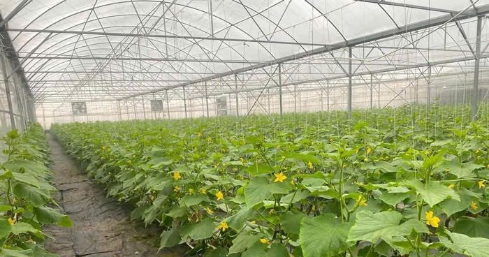 “Bộ Nông nghiệp và Môi trường phấn đấu đến năm 2030 có ít nhất 50% hợp tác xã nông nghiệp liên kết với doanh nghiệp hoặc tổ chức kinh tế khác. (Ảnh minh họa)