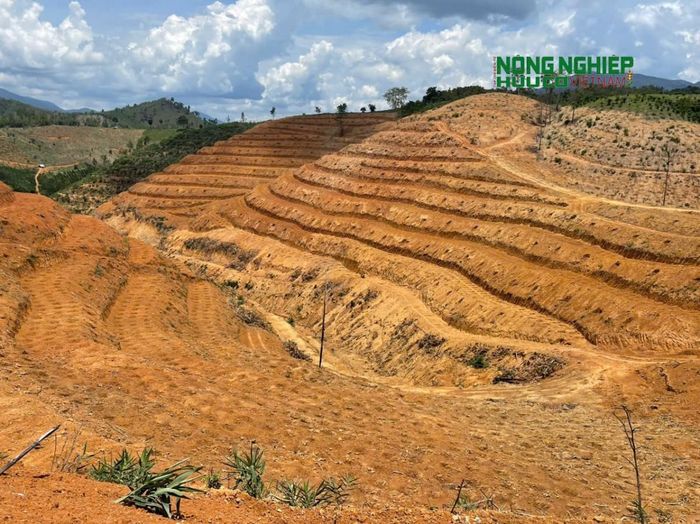 Vẫn có những bất cập trong công tác quản lý đất đai đối với một số dự án quản lý bảo vệ, trồng rừng tại xã Đam Rông 3