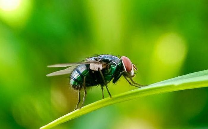 Ruồi giòi Tân Thế giới (Cochliomyia hominivorax) là mối đe dọa đáng kể đối với ngành chăn nuôi do ruồi cái đẻ trứng trong các vết thương hoặc trên niêm mạc của động vật